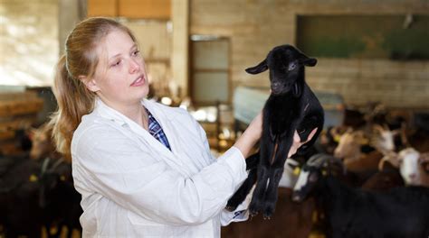 Animal Breeder Education Requirements: Unlocking the Secrets of Nature's Matchmakers