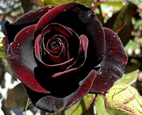 Are Black Flowers Real?