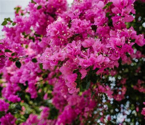 Are Bougainvillea Flowers Poisonous to Dogs?