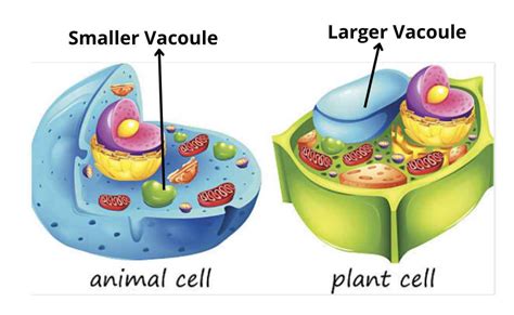 Are vacuoles in plant and animal cells the unsung heroes of cellular biology?