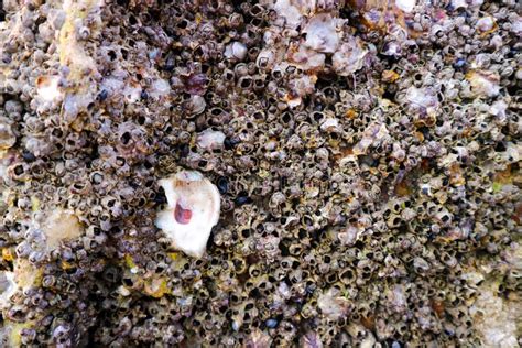 Barnacle! A Marine Creature Who Attaches Itself Tenaciously But Still Filters Tiny Creatures From the Water with Incredible Efficiency