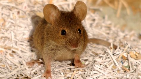 Can You Keep a Baby Field Mouse as a Pet? And Why Do They Always Look Like They Know the Secrets of the Universe?