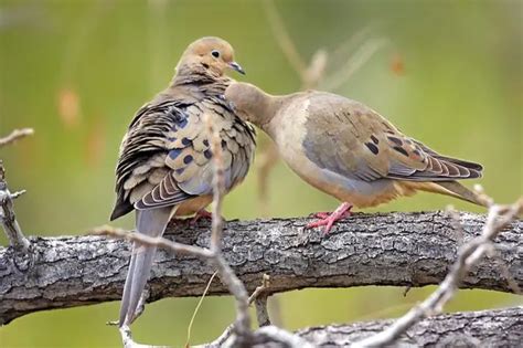 Can You Keep a Mourning Dove as a Pet? And Why Do They Always Look Like They're Plotting Something?