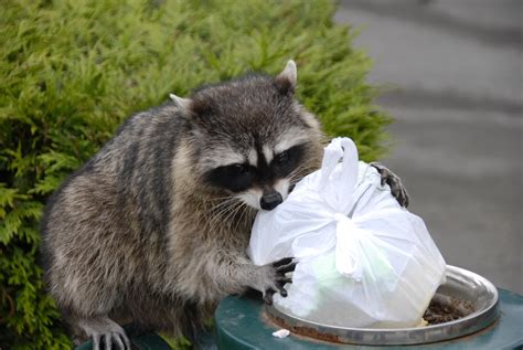 Can You Keep a Raccoon as a Pet in California? And Why Do They Love Trash So Much?