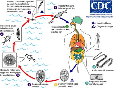 Diphyllobothrium! Parasitic Flatworm With Remarkable Adaptability Residing Within Intestines