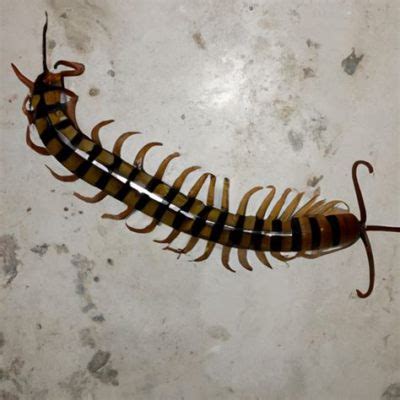 Do Centipedes Travel in Packs? And Why Do They Always Seem to Be Late for Dinner?