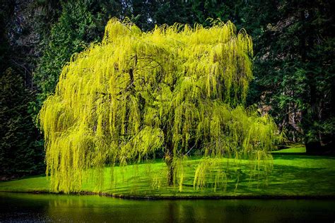 Do Willow Trees Have Flowers?