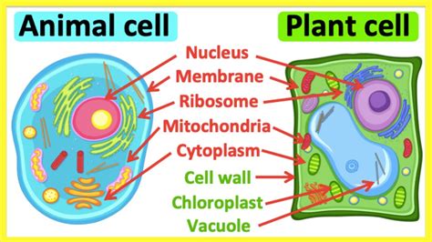 Does an Animal Cell Have Chloroplast? Exploring the Intricacies of Cellular Biology and Beyond