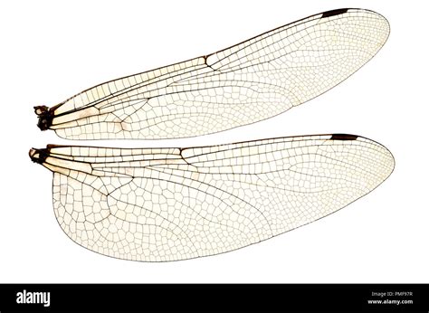  Dragonfly! A Marvel of Flight With Intricate Wing Veins