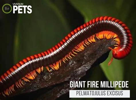  Fire Millipede:  A Creature That Crawls With Fiery Speed!