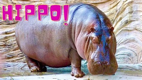  Hippotpotamus:  A Mighty Beast Who Loves Both Sunbathing And Mud Baths!