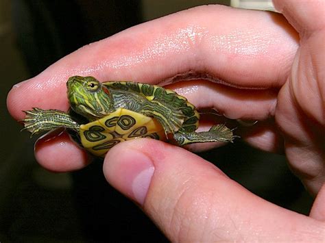 How Big Do Pet Turtles Get? And Why Do They Always Look Like They're Judging You?