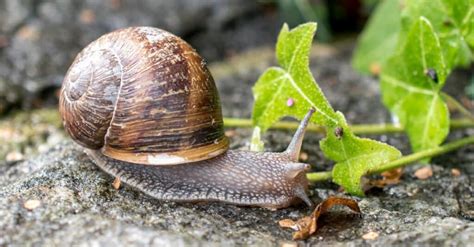 How Long Do Pet Snails Live: A Journey Through Time and Shells