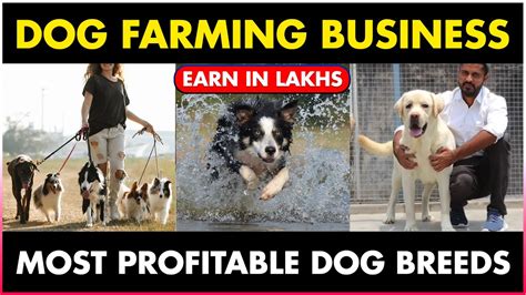 is dog breeding profitable