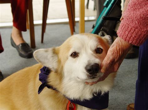 Is Emotional Pet Support Legit? Exploring the Uncharted Territory of Animal-Assisted Therapy