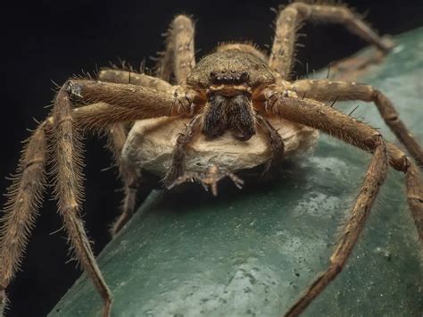  Jumping Spider:  An Eight-Legged Acrobat Balancing Between Stealth and Audacity!