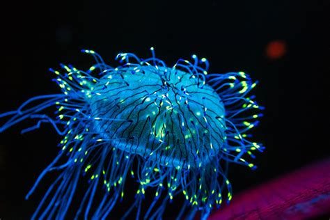  Nidaria!  An Underwater Fireworks Display With Bioluminescent Tentacles