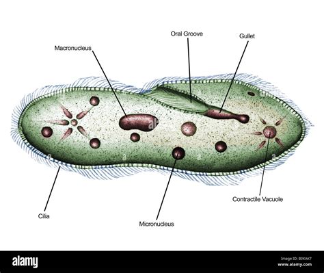  Paramaecium!  Discover its Amazing Microscopic World of Cilia-Powered Swimming and Nutrient Absorption