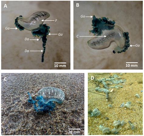  Physalia physalis! The Enigmatic Colony That Drifts on Ocean Currents and Defies Classification