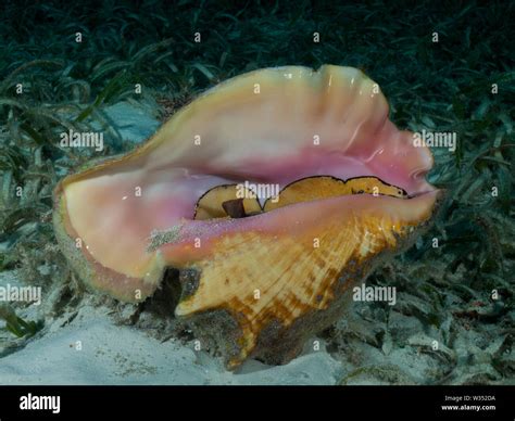 Queen Conch! A Carnivorous Gastropod That Thrives In Shallow Tropical Waters