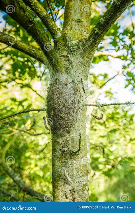  Quercus Infects Oaks: A Microscopic Terror Hiding in Plain Sight!