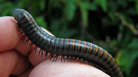  Quercus Millipede: Can this Many-Legged Wonder Truly Conquer its Acorn Dreams?