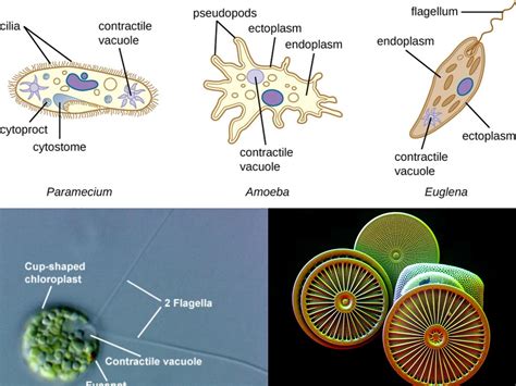  Rhodomonas!  A Single-Celled Wonder with a Tentacle Twitch that Makes Lunchtime Delicious