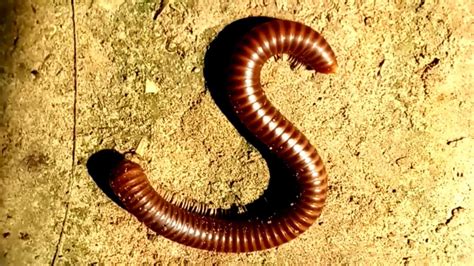  Ringworm Millipede: Discover its Delightful Dance Through Decaying Leaves!