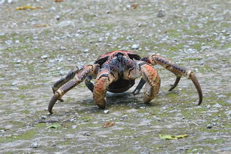   robber Crab!  This Hard-Shelled Arthropod Can Pinch With Extraordinary Force And Navigate Land With Its Unique Gait