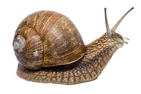 Univalve Snail: An Exquisite Eater of Decaying Matter With a Spiral Shell That Could Rival Michelangelo’s Sculptures!