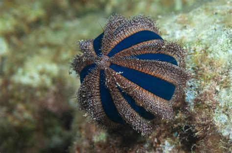  Urchin! Discover the Remarkable Shell-Dwelling Creatures Found on Seafloors