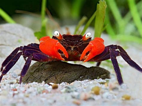  Vampire Crab: bloodsucking crustaceans dwelling in shallow waters!