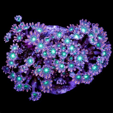  Volitans Lace Coral: A Miniature Underwater Fireworks Display in Every Polyp!