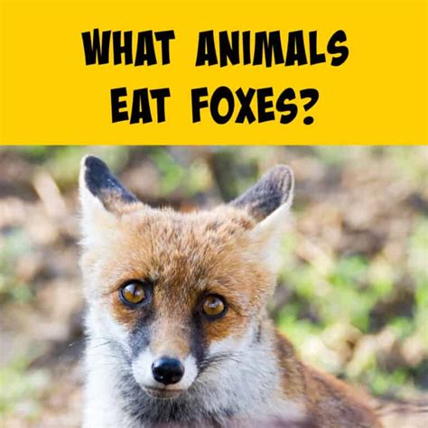 What Animal Eats a Fox? And Why Do We Even Care?