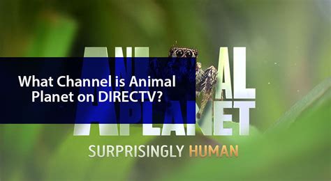 What Channel is Animal Planet on Xfinity: A Journey Through the Wild and the Wired