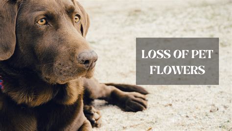 What Color Flowers for the Death of a Pet?