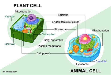 What Do Plant Cells Have That Animal Cells Don't: A Journey into the Green Mysteries