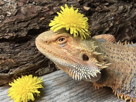 What Flowers Can Bearded Dragons Eat