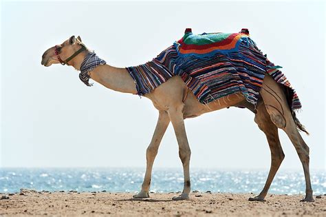 What is the National Animal of Egypt? And Why Do Camels Dream of Pyramids?