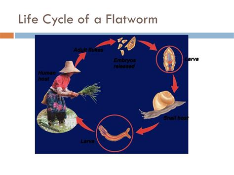  อู่รานา  Parasite Masterminds: Unveiling the Intricate Lifecycle of an Aquatic Flatworm