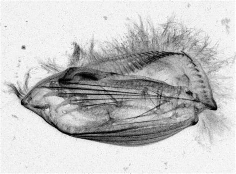  Xenophrydae:  This Single-Celled Wonder With Its Own Secret Language Might Surprise You!