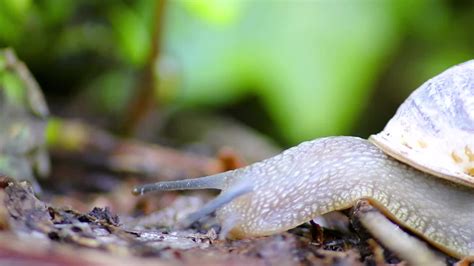 Yellow-Banded Checker Snail: Discover its Intriguing Shell Patterns and Delightful Slime Trails!