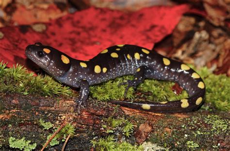  Yellow-Spotted Salamander: A Master of Disguise and Regeneration Expert!