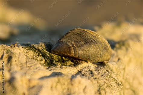   zebra mussel น้อยๆแต่เกร่ง!  ซ่อนตัวในน้ำจืดของทวีปอเมริกาเหนือ