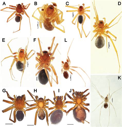  Zodariidae: รู้จักใยแมงมุมตัวจิ๋วที่มีความสามารถในการพรางตัวอย่างยอดเยี่ยม!